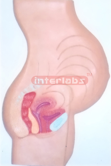 THE POSITION MODEL OF THE CHILD BEFORE BIRTH